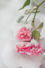 First snowfall in the garden, trees and flowers covered with snow. Rose.