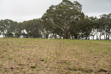 Obraz premium regenerative agriculture farm. growing wheat and barley crop Sustainable agriculture in Australia cropping ranch