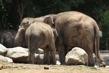Fototapeta premium back view of elephants in outdoor enclosure at the zoo