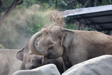close up of elephant splashing dirt to its body
