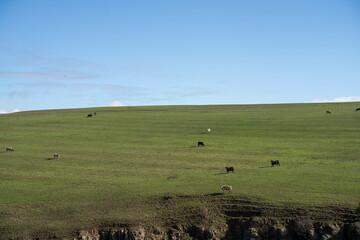 growing crops in a field on a grain wheat annd barley with pasture on a cow farm in spring