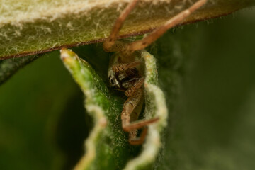 A white spider peeking out of its lair
