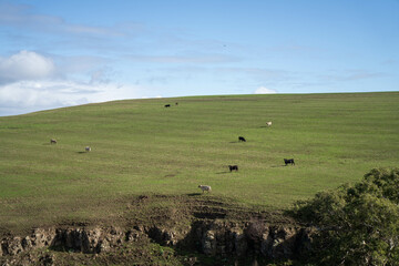 regenerative agriculture farm. growing wheat and barley crop Sustainable agriculture in Australia cropping ranch