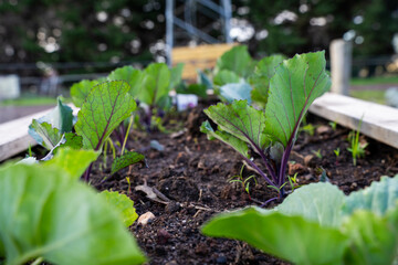growing vegetable, with cabbage and broccoli plants in a garden and field on a farm