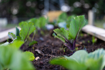 growing vegetable, with cabbage and broccoli plants in a garden and field on a farm
