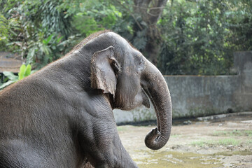 Fototapeta premium close up of elephant in outdoor enclosure at the zoo