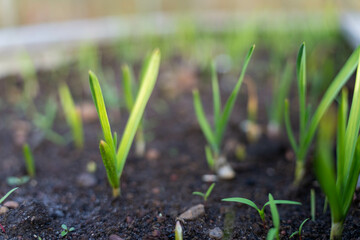 growing kale, broccoli and leeks in a sustainable regenerative food farm in a field on an agricultural farm in australia