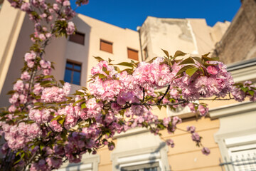 Pink flowers on a tree branch in front of a building