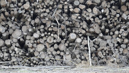 Logs stacked together after logging. Mass deforestation in South America. Logs of different...