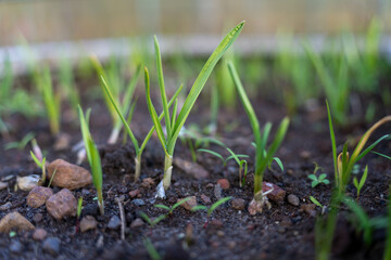 growing kale, broccoli and leeks in a sustainable regenerative food farm in a field on an...