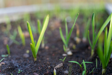 growing kale, broccoli and leeks in a sustainable regenerative food farm in a field on an...