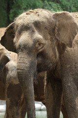 close up of elephant in outdoor enclosure at the zoo