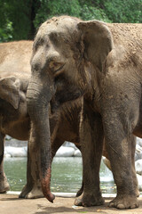 close up of elephant in outdoor enclosure at the zoo