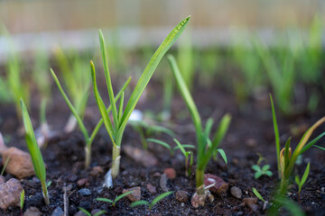 growing kale, broccoli and leeks in a sustainable regenerative food farm in a field on an agricultural farm in australia