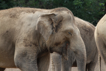 close up of elephant in outdoor enclosure at the zoo
