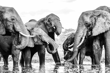 Fototapeta premium Herd of elephants drinking around a waterhole in Africa