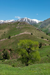Naklejka premium Green plains, snowy mountains. Blue sky and snowy mountains. Snowy mountains of Tunceli. Pülümür Valley, Buyer Mountain, Sarıgül Plateau, Buyer Waterfall.Munzur, Tunceli, Türkiye. 