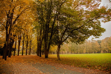 Naklejka premium Yellow trees in autumn park on a cloudy day