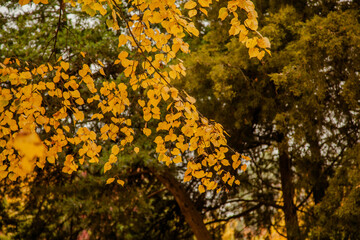 Background of autumn yellow and green leaves with sunlight filtering through