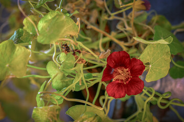 red and yellow flower, nacka,sverige,sweden,summer,green,stockholm,mats,season