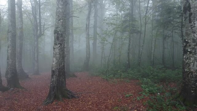 autumn in the forest