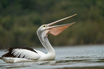 Australian wildlife birds walking in a river looking for fish in australian summer