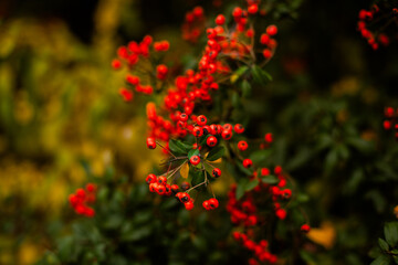 Close-up of orange autumn berries on a bush, background for print or cover