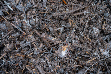 compost ring making compost pile on a farm holding microorganisms storing carbon sustainable regenerative food farm in a field on an agricultural farm in australia