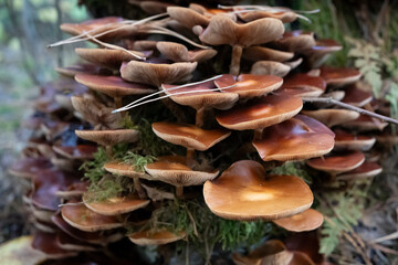 Cluster of Gilled Mushrooms in Autumn Forest