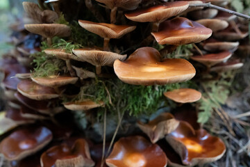 Cluster of Gilled Mushrooms in Autumn Forest