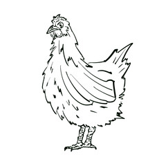 Silhouette of a chicken, graphic illustration in skeletal style. Hand drawn illustration with line style for packaging of organic chicken eggs, chicken meat, animal feed