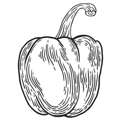 Pepper hand drawn engraved ink sketch. Isolated Paprika on a white background.