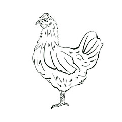 Silhouette of a chicken, graphic illustration in skeletal style. Hand drawn illustration with line style for packaging of organic chicken eggs, chicken meat, animal feed