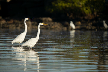 Australian wildlife birds walking in a river looking for fish in australian summer