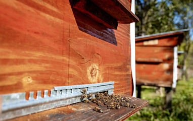 Wooden hive and bees. Bees fly in and out of the hive.