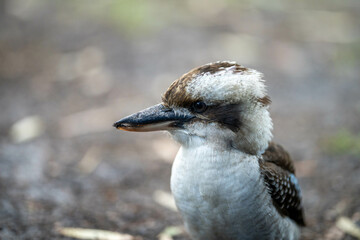 kookaburra bird native australian in a gum tree in a national park  in sydney