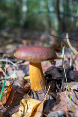 Shaggy Ink Cap Mushroom Growing on Forest Floor in Autumn