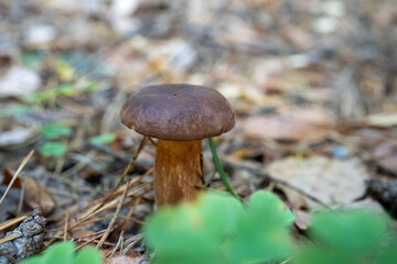 Shaggy Ink Cap Mushroom Growing on Forest Floor in Autumn