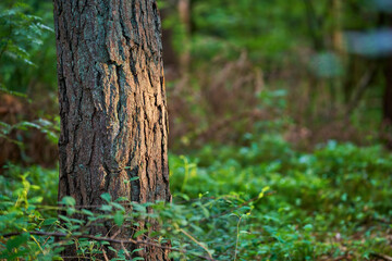 Obraz premium Nature, mountain and trunk of tree in forest for environment, ecosystem and ecology. Natural background, wallpaper and plants in woods for terrain, growth and foliage conservation in countryside