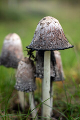 Shaggy Ink Cap Mushroom in Natural Grass Habitat Close-Up