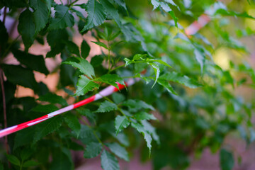 Fence around the restricted area with plastic ropes