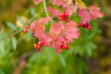 Viburnum with Red Berries and Autumn Leaves