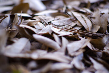 Close-up of dry leaves on the ground