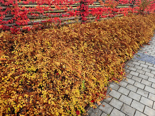 small to medium-sized shrub forming large thickets.This graceful shrub has long arching stems and...