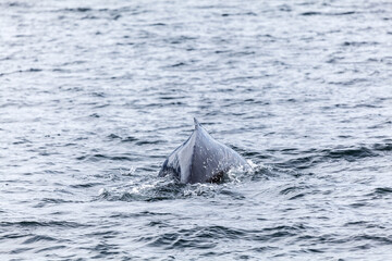Fototapeta premium Unspoilt, wild nature in Patagonia in the Beagle Channel.