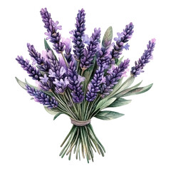 Fototapeta premium lavender flowers isolated on white
