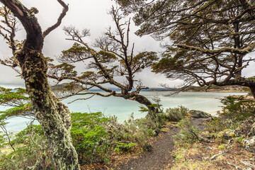 Nice Forest in Tierra del Fuego National Park.