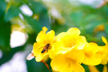Bee and Yellow trumpetbush