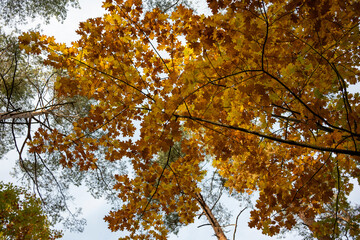Autumn Forest Path with Lone Walker