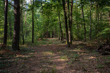 Obraz premium Tranquil Forest Pathway in Late Summer